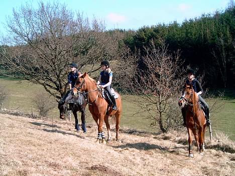 Welsh Pony (sec B) Martinique billede 18