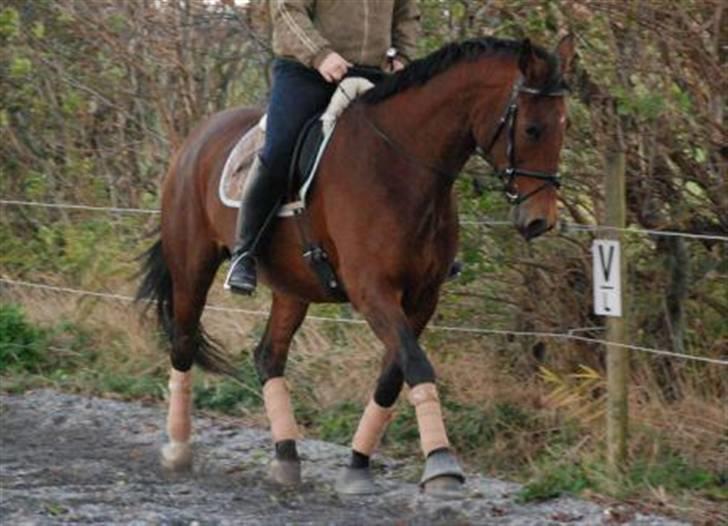 Dansk Varmblod Savannah - Vanka - En lille traver :) billede 10