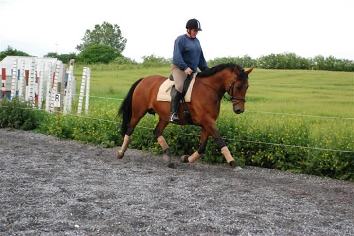 Dansk Varmblod Savannah - Vanka - Træning d. 17/6 2007 - Anden gang vi er ude og ride efter hun har folet billede 11