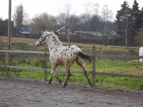 Knabstrupper Drabant af Knabstrup billede 17