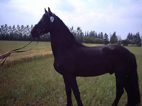 Frieser Jetse billede 11