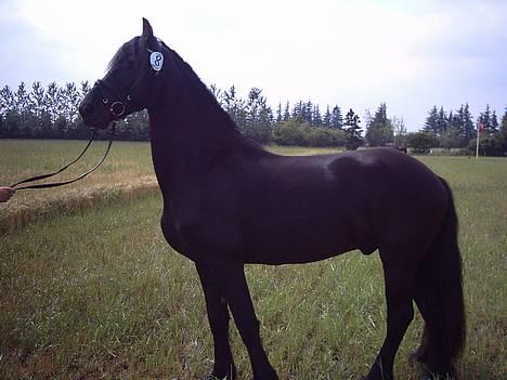 Frieser Jetse billede 12