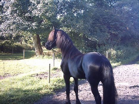 Frieser Jetse - 200905 billede 13