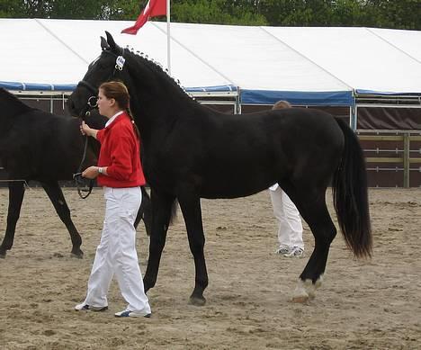 Oldenborg Bell af Vodagergård - Fra d. 27. maj 2006 - Tine viser Bell frem på Roskilde Dyrskue, da hun var 2 år. Hun har fået øje på en meget farlig højtaler ;-) billede 16
