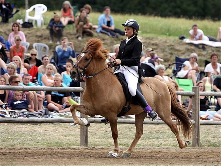 Islænder Landi fra Mols Bjerge - Landi og Caroline - DM 2010 YR 6.61 billede 1