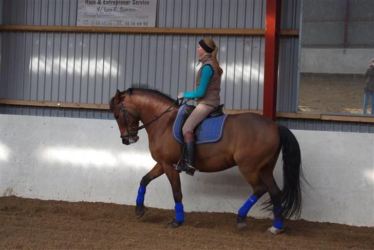 Anden særlig race Bøgelunds Zarina Udlånt - Træning efter en tids pause pga. vejret. billede 16