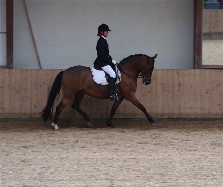 Anden særlig race Bøgelunds Zarina Udlånt - Arden C-stævne billede 17