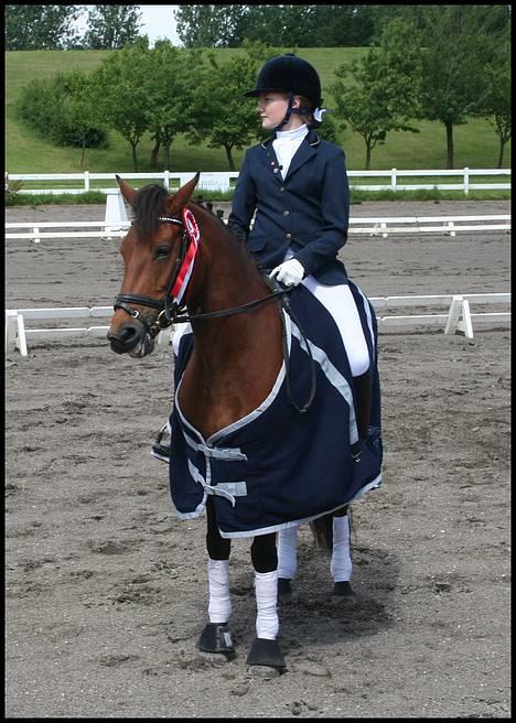 New Forest Smedhults Zippa  - Smukke ZIppa med roset og dækken....Hun smiler den lille happy pons! billede 14