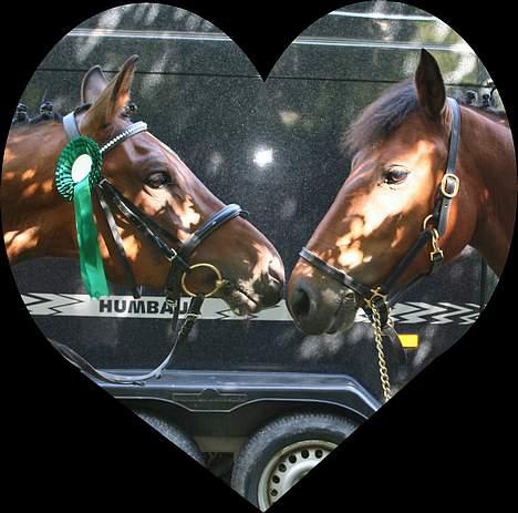 New Forest Smedhults Zippa  - Kærlighed ved første vrinsk.....(eller 500. vrinsk) billede 15