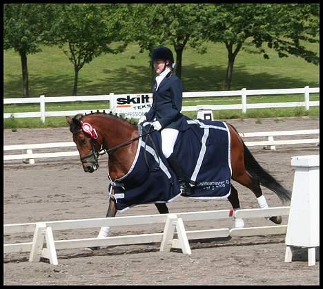 New Forest Smedhults Zippa  - Hvem siger at man skal ride øgning når man har vundet? vi foretrækker en frisk galop! billede 16