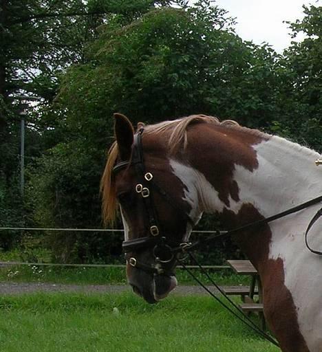 Pinto Araber Ara - Ara  billede 1