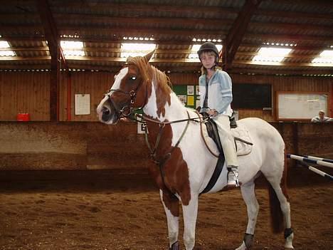 Pinto Araber Ara - Min lillesøster får en tur billede 9