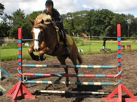 Haflinger Patrick - Det samme her..   (mig der rider) billede 11