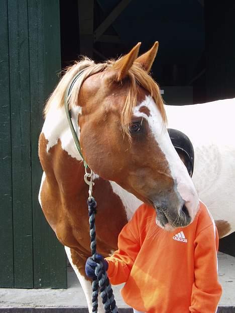 Pinto Araber Ara - Ara og min lillesøster billede 10