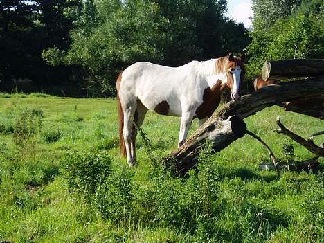 Pinto Araber Ara - Ara hygger sig på folden. billede 12