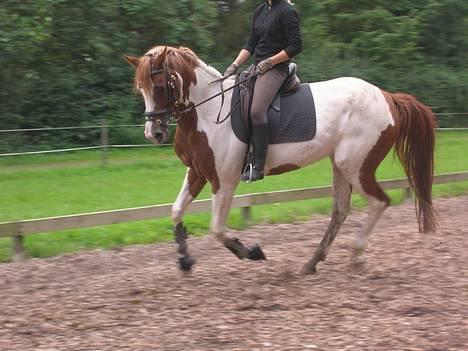 Pinto Araber Ara - Mig og Ara i fuld galop. billede 13