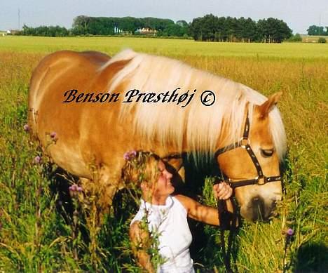 Haflinger Benson Præsthøj - Benson og mig i en stille stund. Ét af de sidste billeder der blev taget inden han blev syg. billede 2