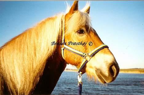 Haflinger Benson Præsthøj - Benson ved fjorden billede 4