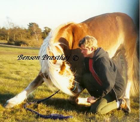 Haflinger Benson Præsthøj - Her er en af vores kunstner. Benson nejer. billede 6