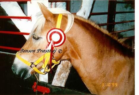 Haflinger Benson Præsthøj - I boksen på Borreby med hans fine ny-vundne rosette. billede 7