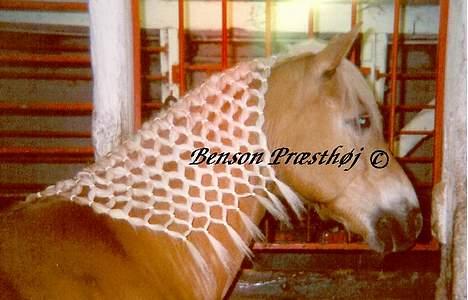Haflinger Benson Præsthøj - Her er Benson i "stævne-dresset". billede 8