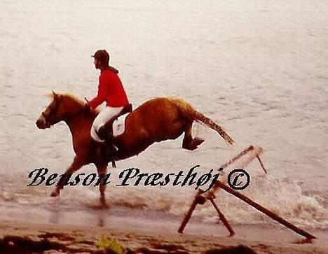 Haflinger Benson Præsthøj - Her er vi på jagt ved Borreby Gods. billede 10