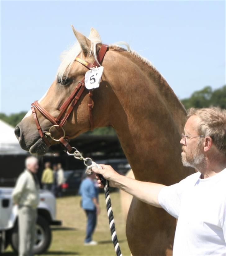 Palomino King's knight - Kings knight sammen med min far til det østjyske fællesskue d 12-13 juni 2009.      Foto: mig selv billede 16