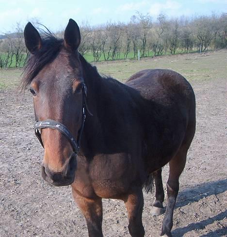 Anden særlig race Viktoria *flyttet* - Maj 2006. Altid kommer den bette hen til hegnet for at snakke  <3 billede 9