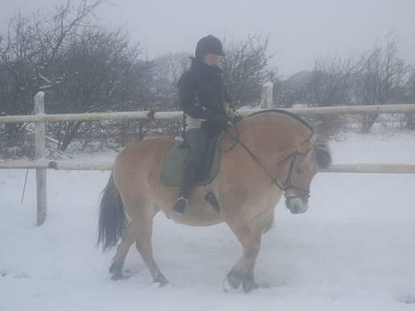 Fjordhest Claus - aflivet okt.07 - Vi øver lidt dressur i sneen, så godt som det nu kan lade sig gøre billede 19