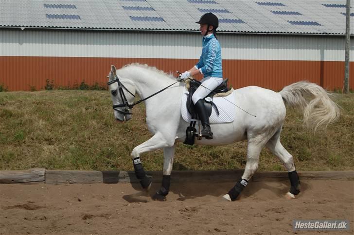 Anden særlig race Bacardi Solgt :'( - Opvarmning til LA3. Tobøl distrektstævne. billede 15