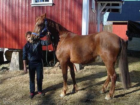 Hollandsk Sportspony Royal Flush - Meg og Todos los Santos etter at vi hadde vært på Bjerke dyrehospital ,da han ble ponnimålt og raspet tenner på. Han ble målt til 139,9cm i mh! Det lover bra=) billede 2