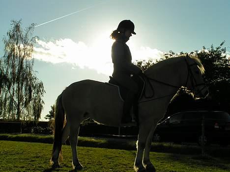Fjordhest Debbig (død) - dressur sommer 2004 billede 10