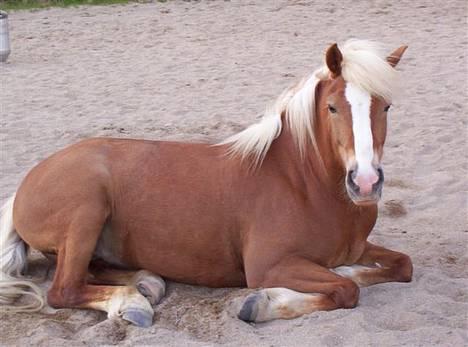 Haflinger Alexandra - Alexandra på ridebanen. billede 1
