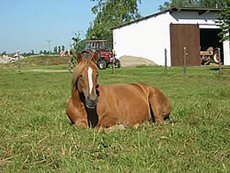 Anden særlig race Campari billede 10