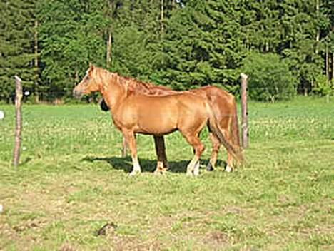 Anden særlig race Campari billede 11