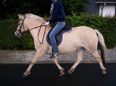 Fjordhest Debbig (død) - tur, 8/8-2005 billede 11