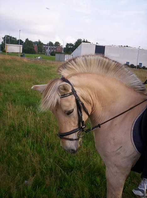 Fjordhest Debbig (død) - 8/8-2005 billede 12