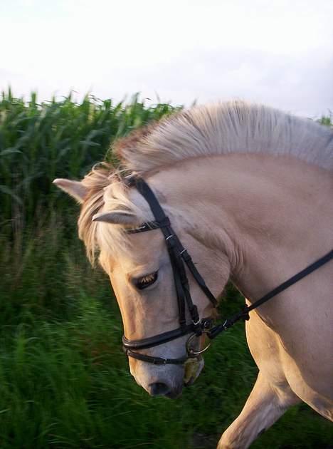 Fjordhest Debbig (død) - 8/8-2005 billede 13