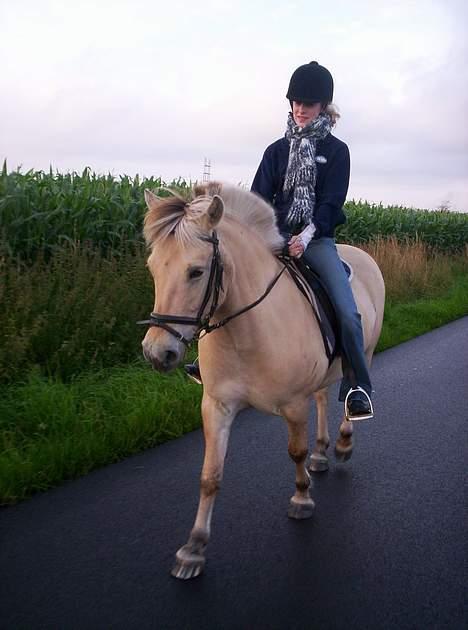 Fjordhest Debbig (død) - 8/8-2005 billede 14