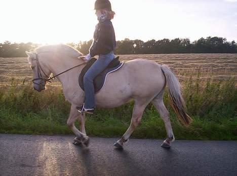Fjordhest Debbig (død) - 8/8-2005 billede 15