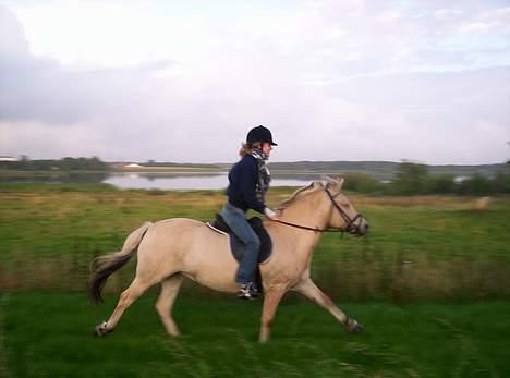 Fjordhest Debbig (død) - pas på verden... hæ hæ, for her kommer vi...8/8-2005 billede 16