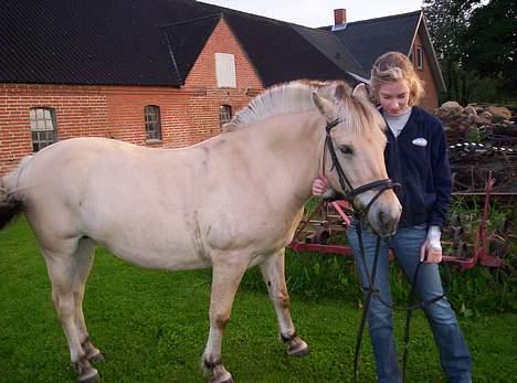 Fjordhest Debbig (død) - bagefter er man træt:) 8/8-2005 billede 17