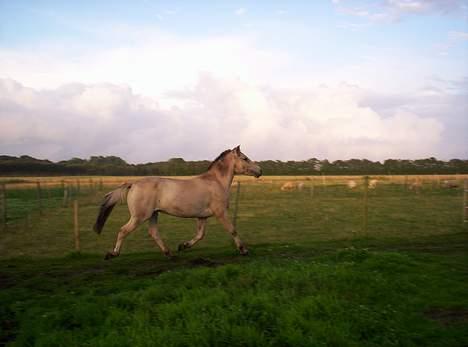 Fjordhest Freja (død) - "jubii, mor er her" 8/8-2005 billede 9