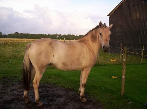 Fjordhest Freja (død) - 8/8-2005 billede 10