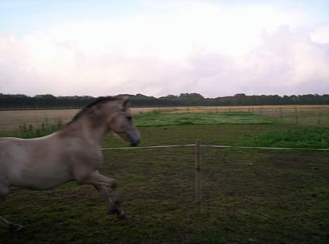 Fjordhest Freja (død) - sometimes a horse is gotta do, what a horse is gotta do.... 8/8-2005 billede 11