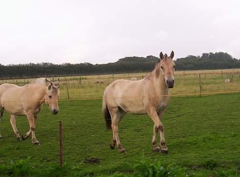 Fjordhest Freja (død) - hey med dig:) hilser pænt....8/8-2005 billede 12