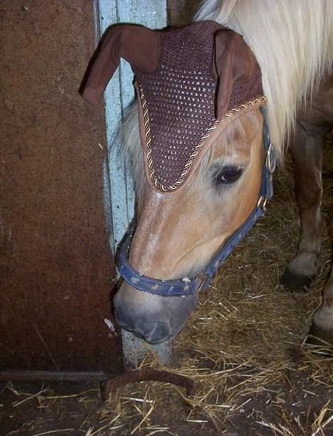 Haflinger Stanley <3 - en lille hund (: billede 2