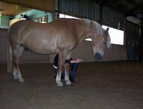 Haflinger Stanley <3 billede 10