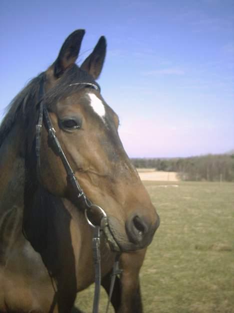 Traver Pixie Harvester R.I.P billede 1