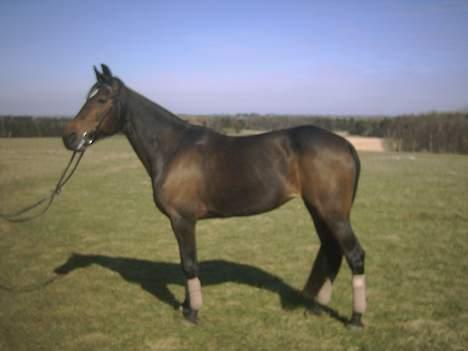 Traver Pixie Harvester R.I.P billede 2